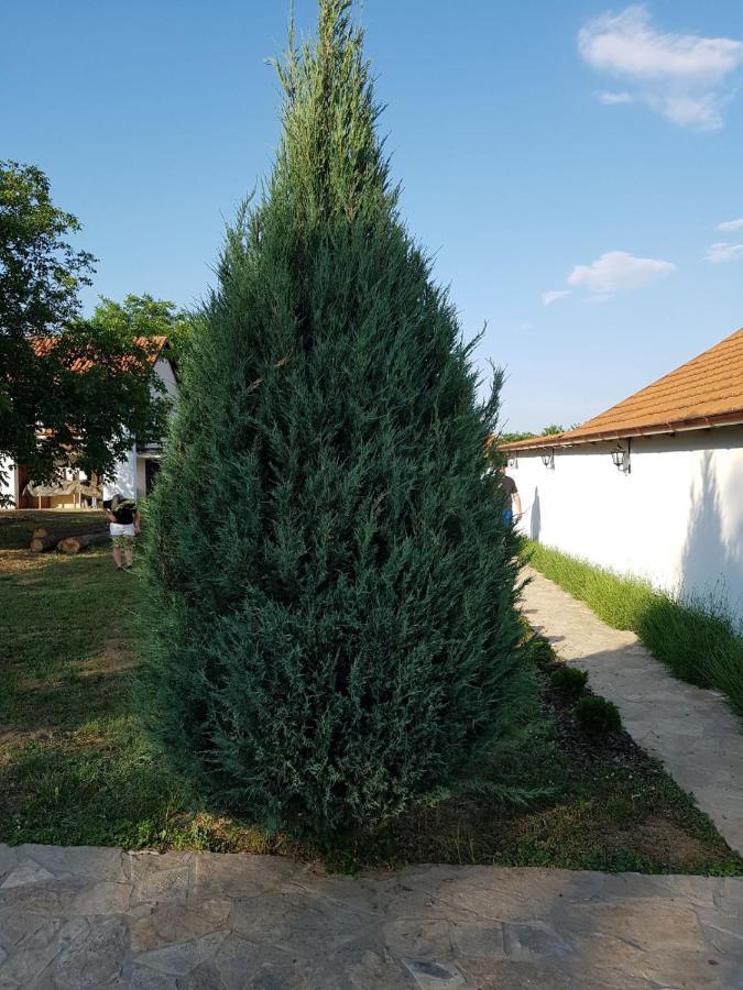 הוילה Cortanovci Vikendica Lesic מראה חיצוני תמונה